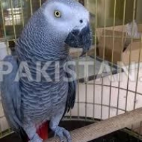 african-grey-parrot-african-grey-parrot-abbas-nagar-2