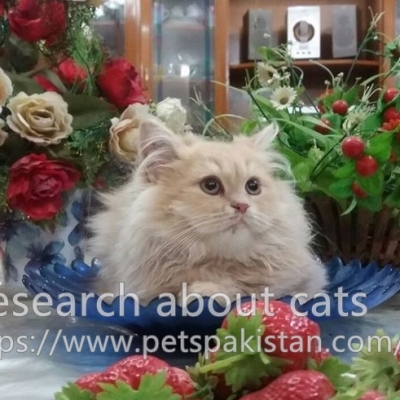 Research about cats
