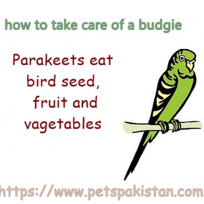 How to take care of a budgie