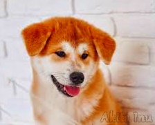 Akita Inu