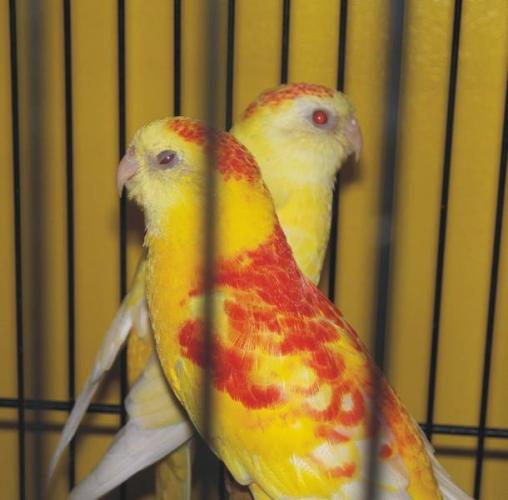 red rump parrot mutations