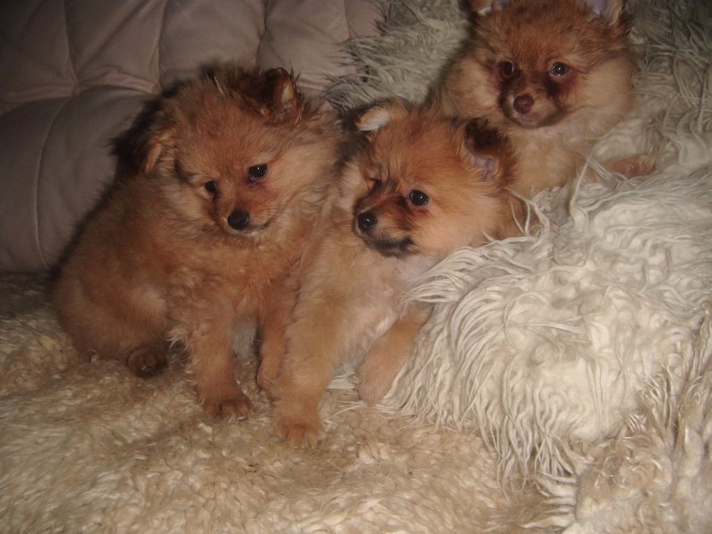 pets-pakistan-beautiful-pomeranian-puppies-for-sale