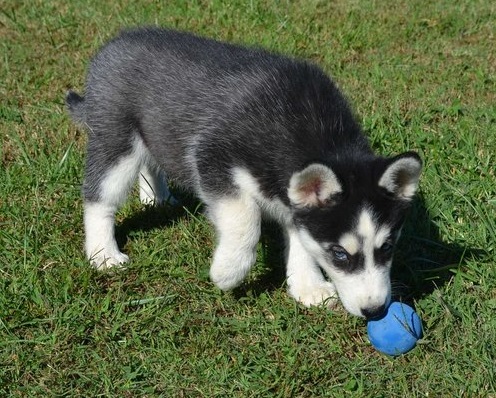 Pets Pakistan - Siberian Husky puppies for sale