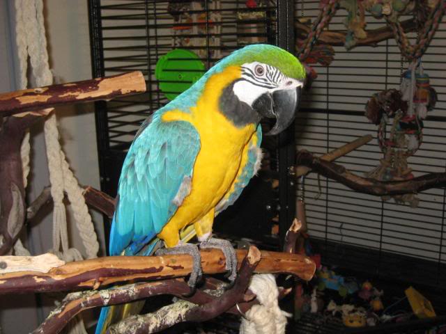 Pets Pakistan - Well trained adorable Macaw parrots