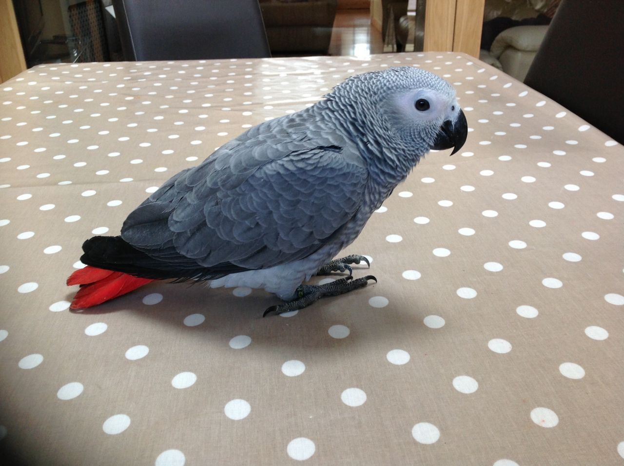 African Gray Prices at jamesereinao blog