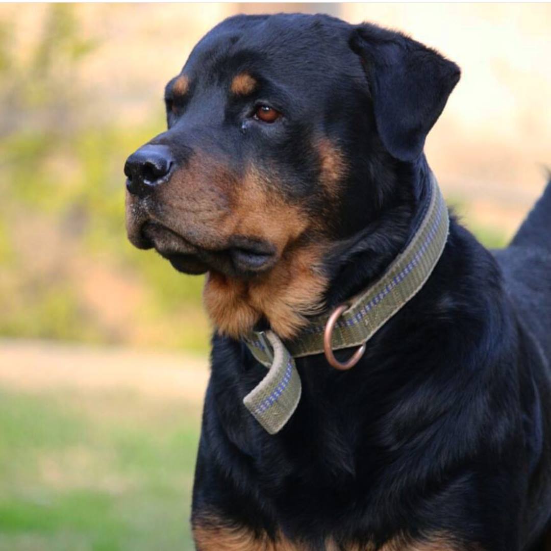 Pets Pakistan - Rottweiler Puppies Available