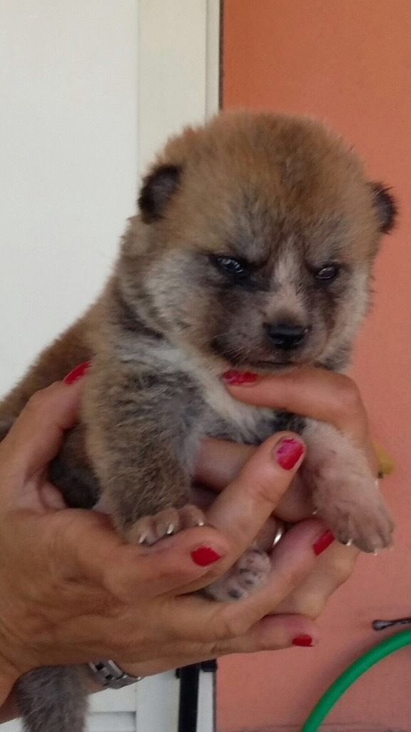 Pets Pakistan - Akita Inu Japanese Puppies for sale