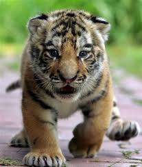 Pets Pakistan - SIBERIAN TIGER CUBS FOR SALE