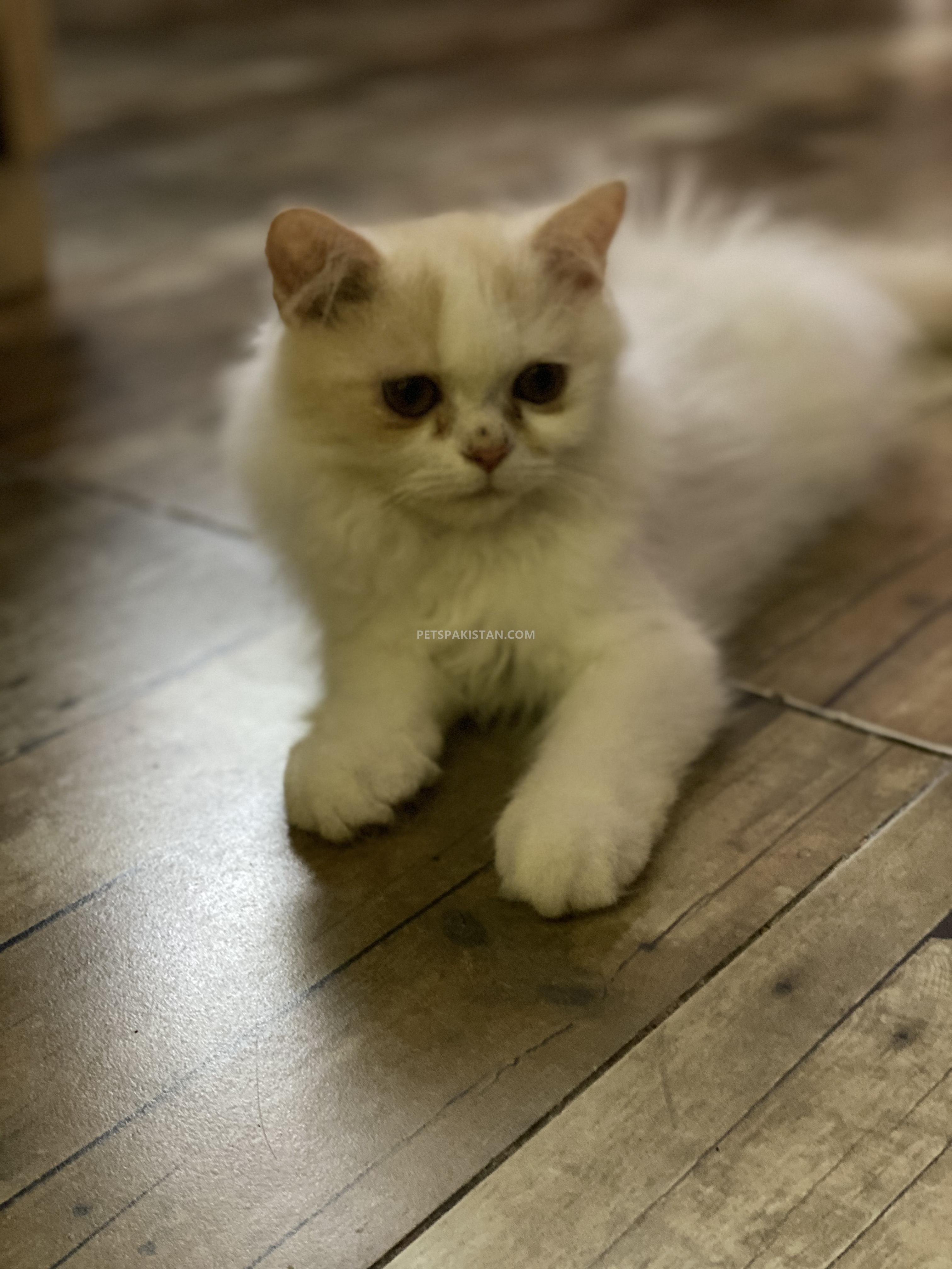 Pets Pakistan - Playful And active persian triple coat male kitten