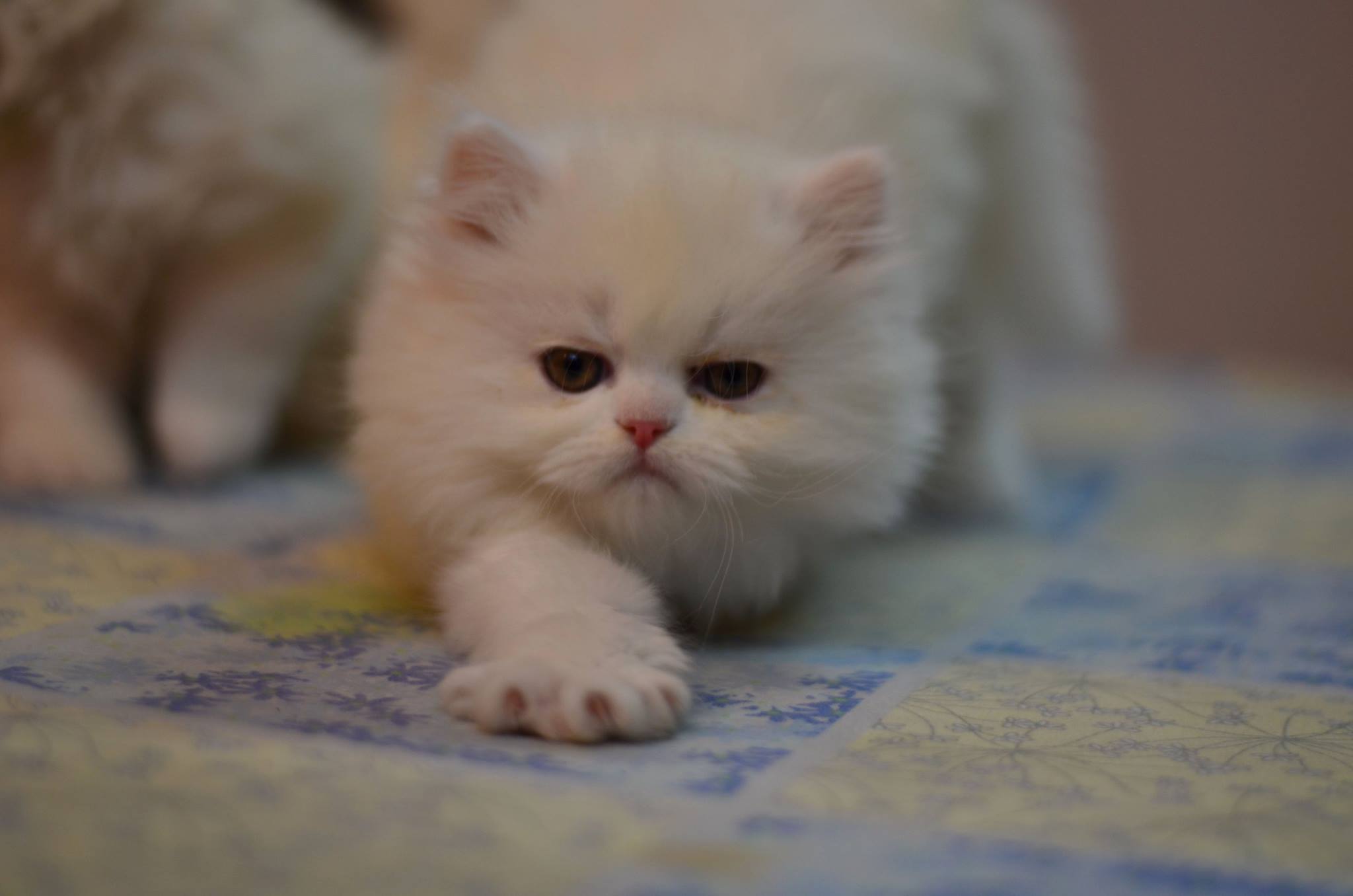 Pets Pakistan - white persian kittens for sale