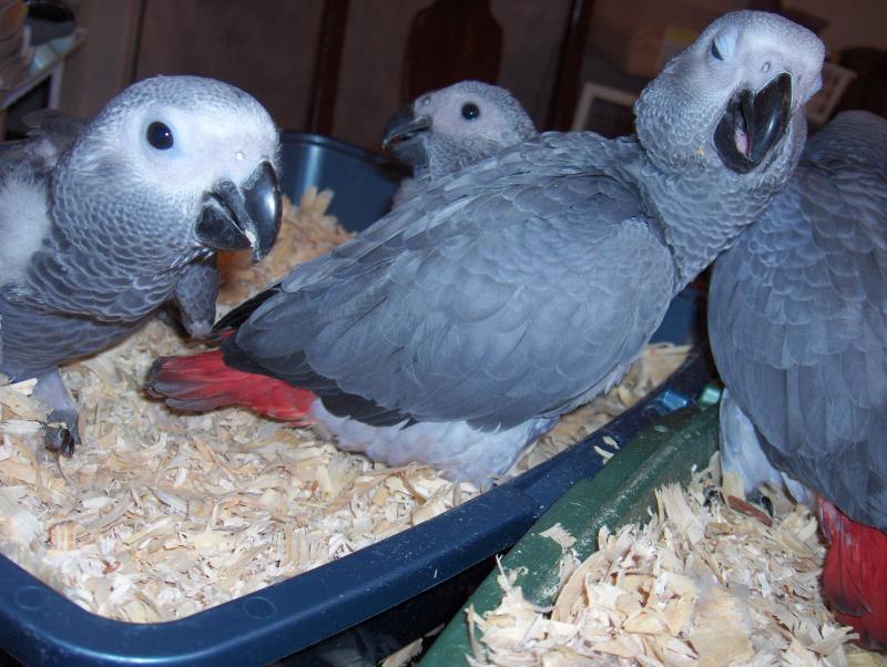 Pets Pakistan - Talkative African Grey Parrots