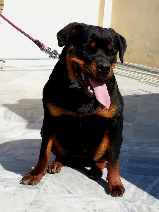 Pets Pakistan - Rottweiler pups for sale