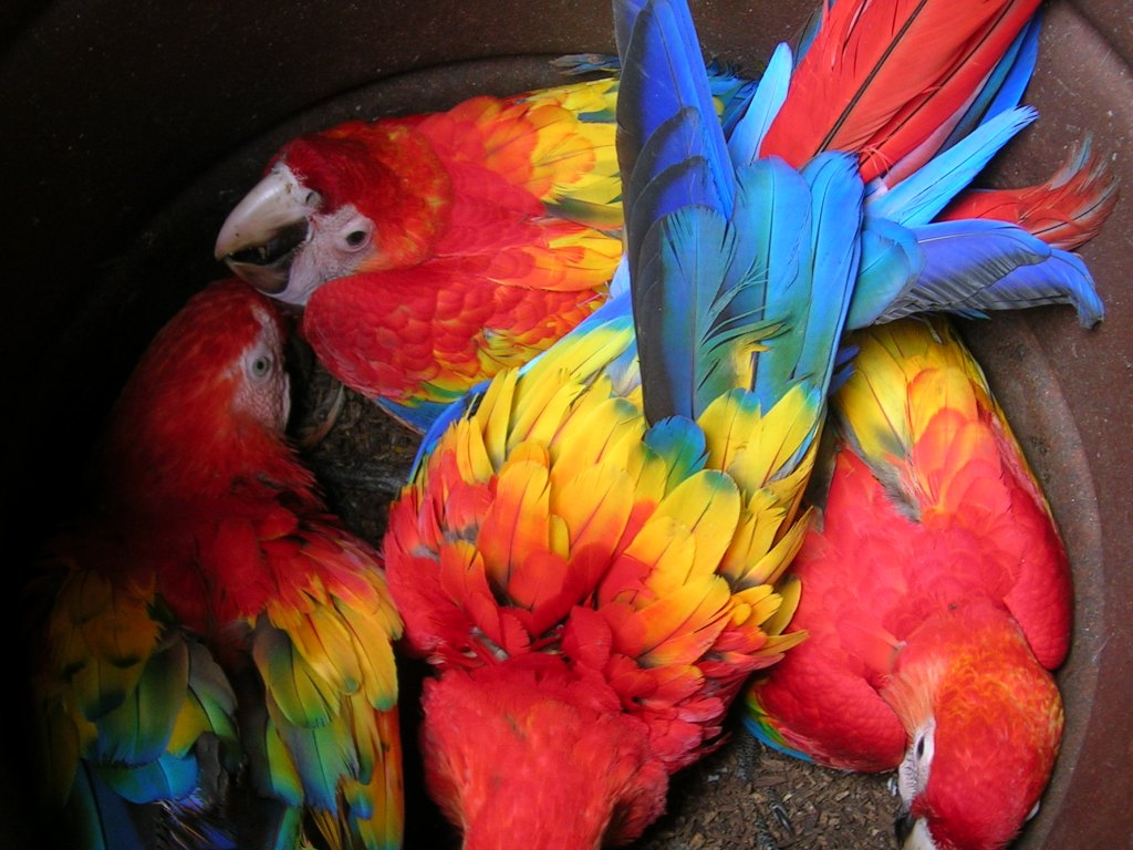 Pets Pakistan Macaw Parrots And Fertile Parrot Eggs