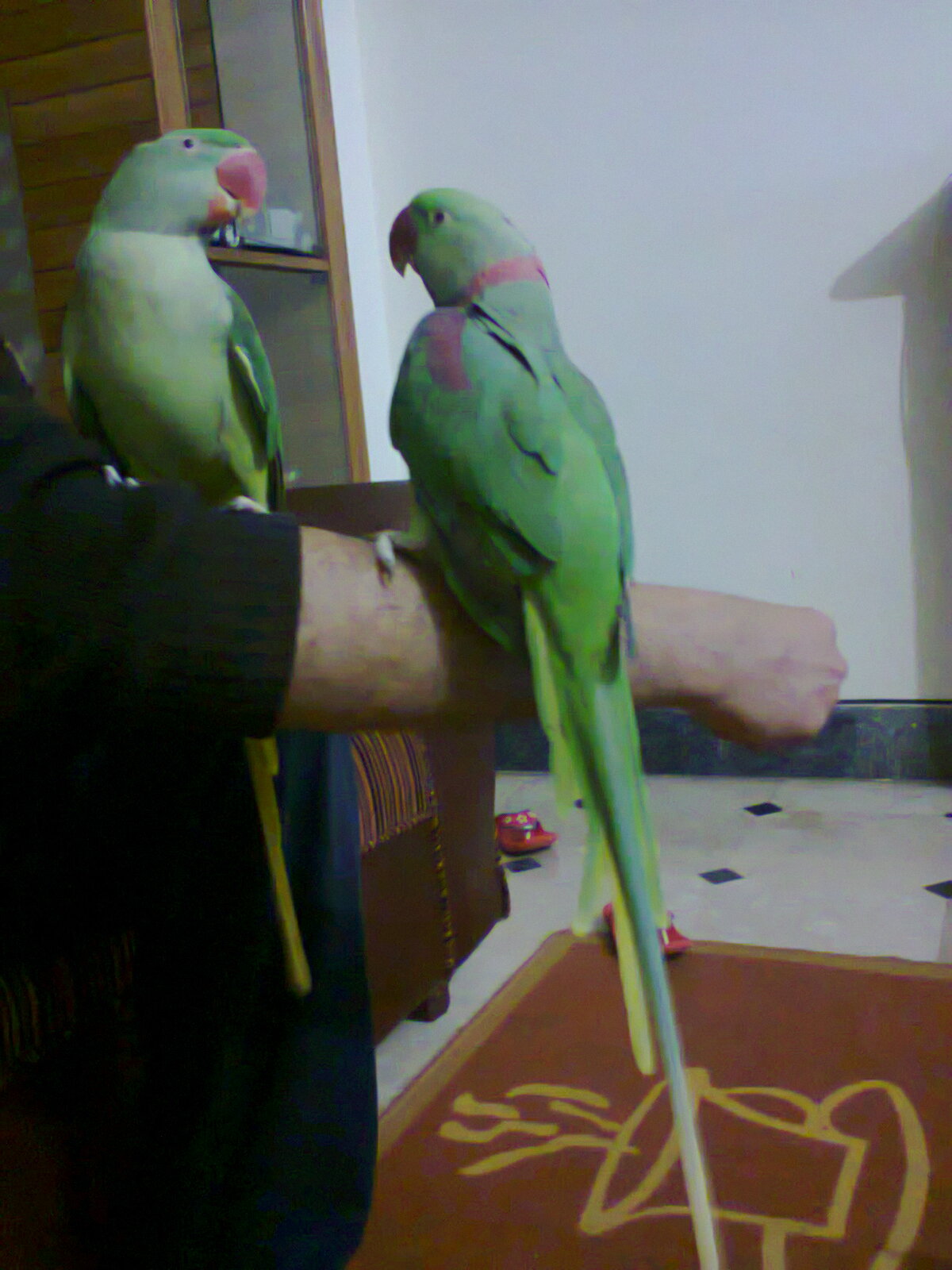 Pets Pakistan - Hand Tamed Talking Raw Parrot Pair