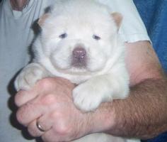 akc chow chow puppies for sale