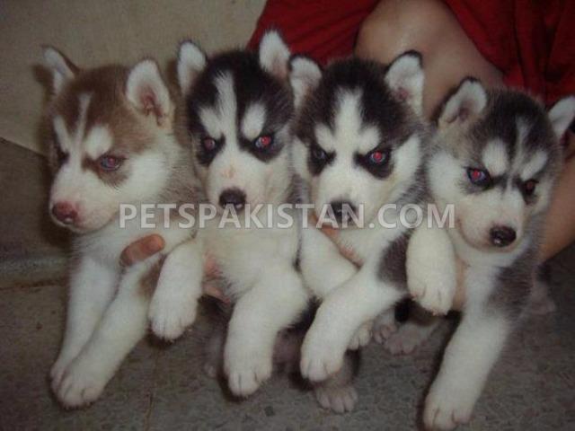 pets-pakistan-siberian-husky-puppies-available