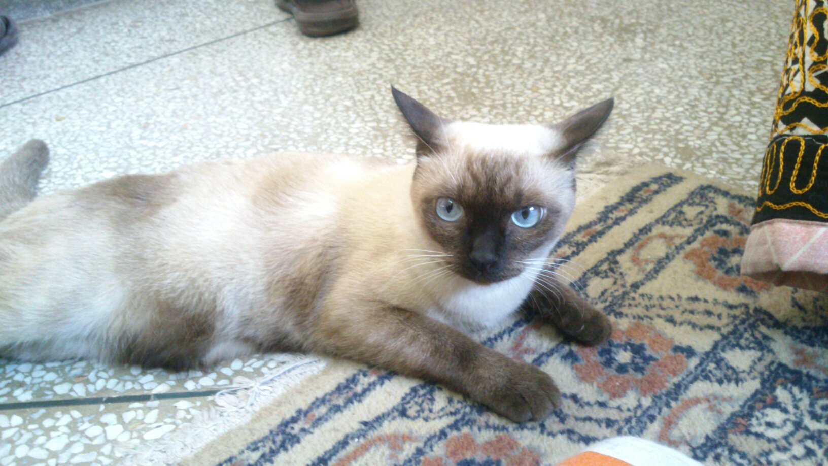 Pets Pakistan Pure  Siamese  Female Cat 