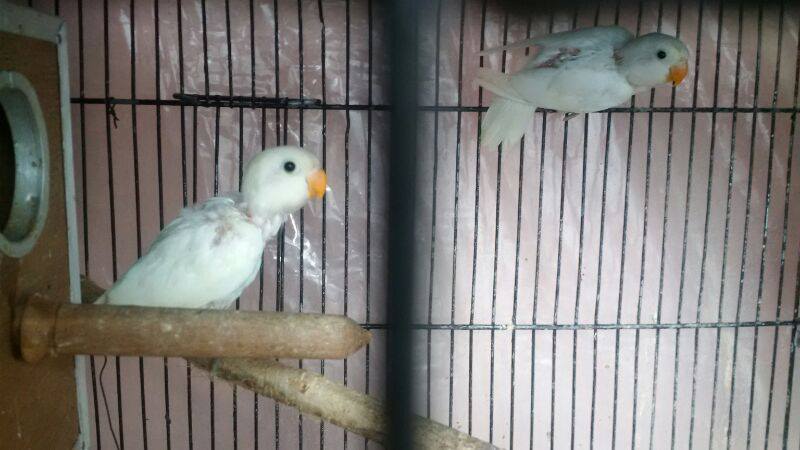 Pets Pakistan - Lovebirds for Sale