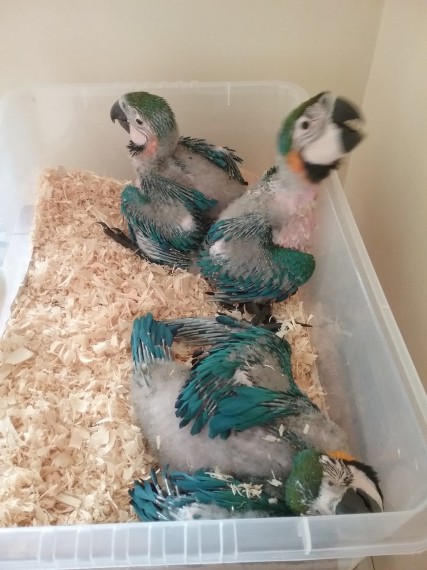 Pets Pakistan - Blue gold Maccaw Chicks