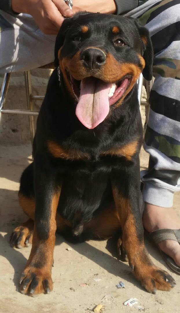 Pets Pakistan - Rottweiler 9 months