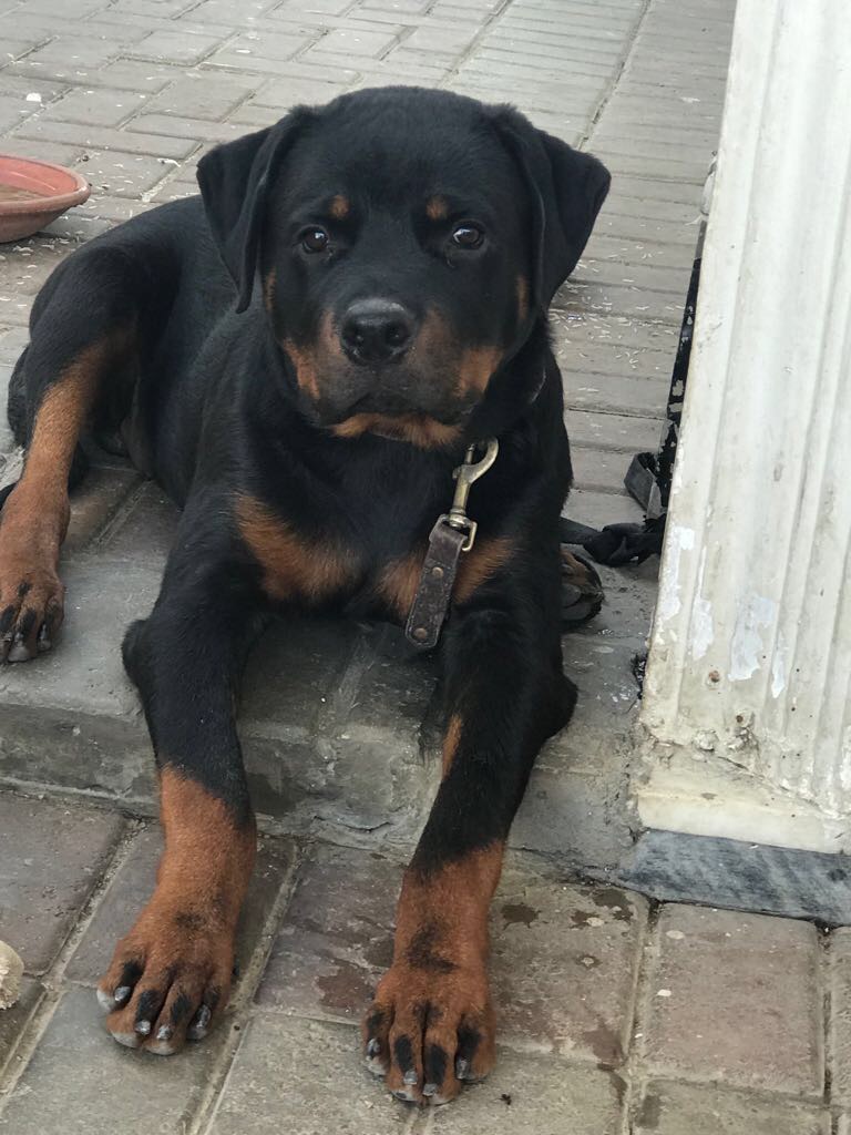 Pets Pakistan - Male Rottweiler for sale for 30k.