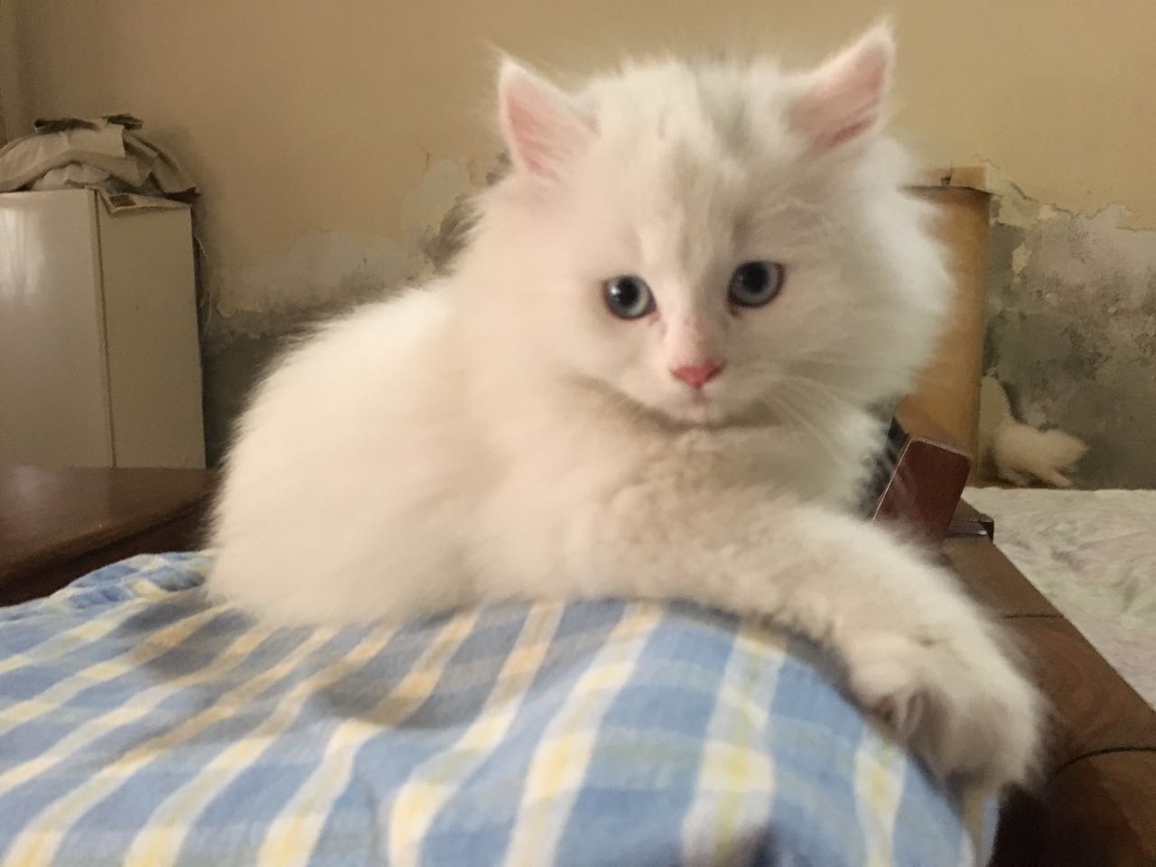 Pets Pakistan - Persian kitten for sale age 5 months