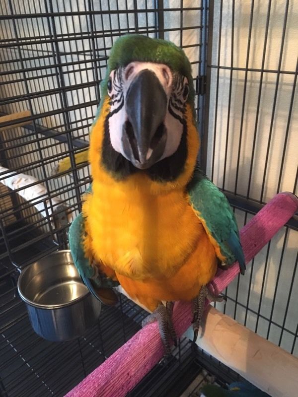 Pets Pakistan - Talking PARROTS for sale