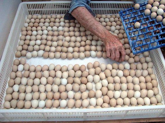 fertile parrot eggs for sale