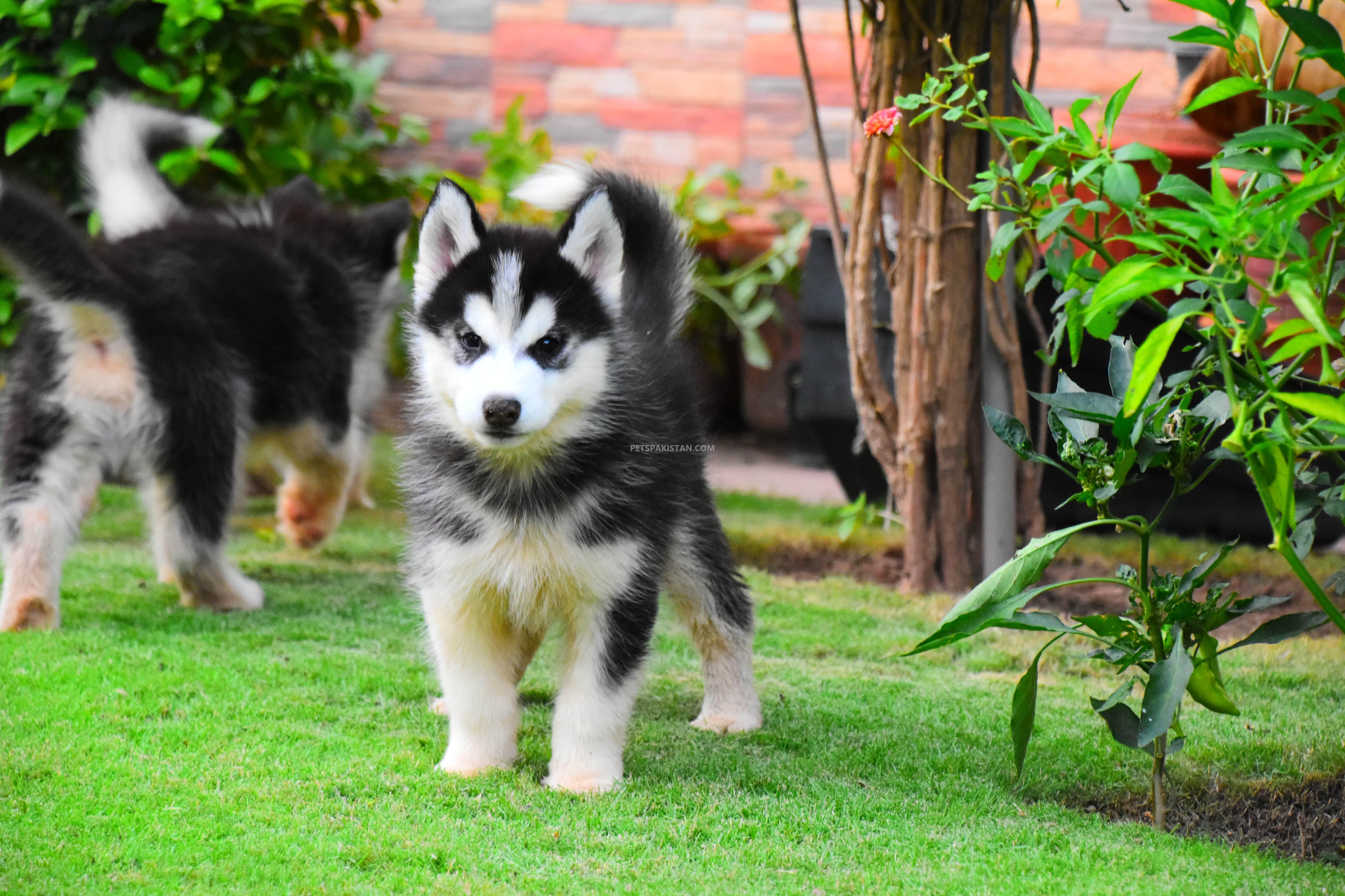 Pets Pakistan Siberian Husky Puppies