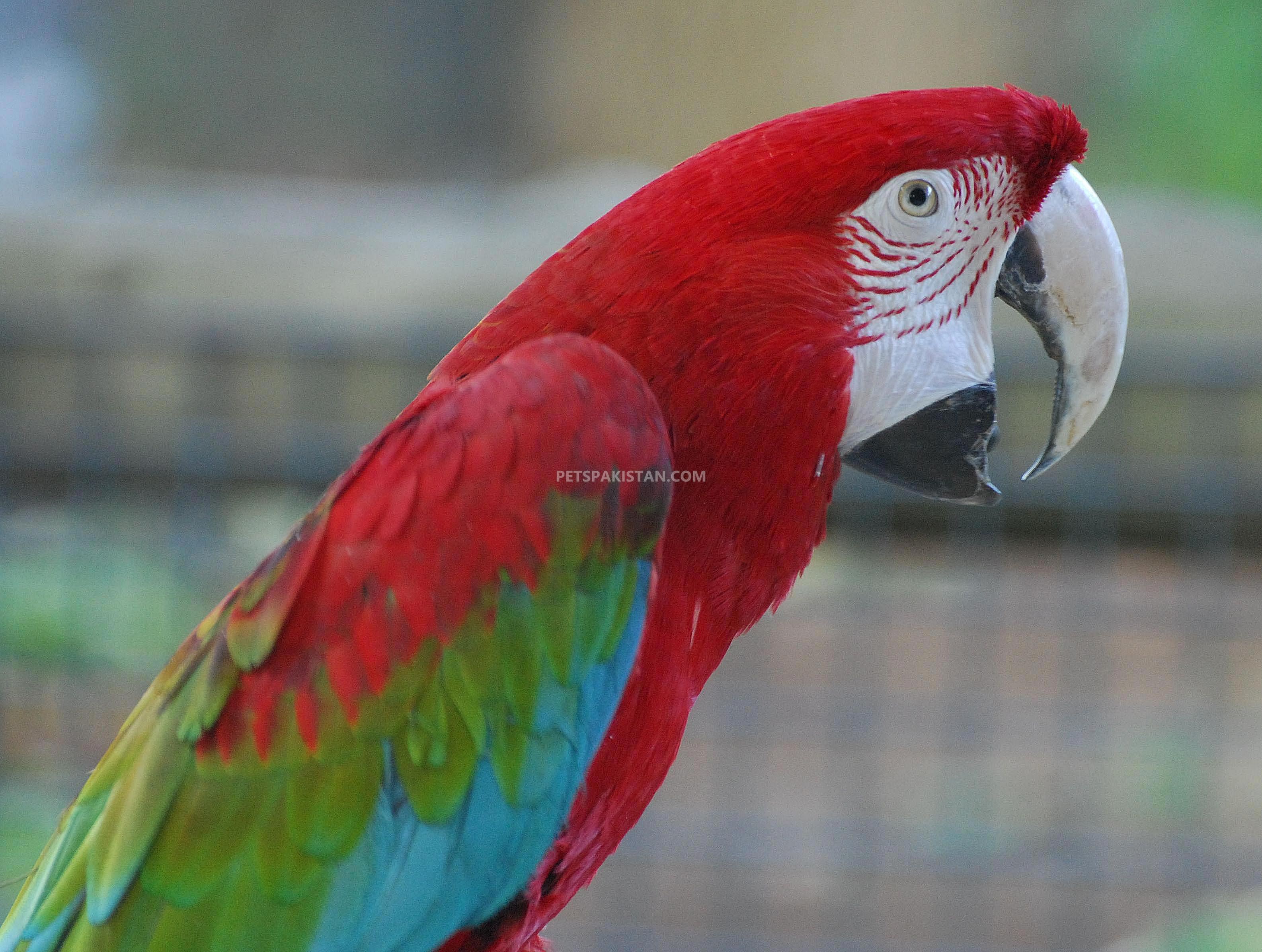 pets-pakistan-beautiful-hand-reared-parrots-available