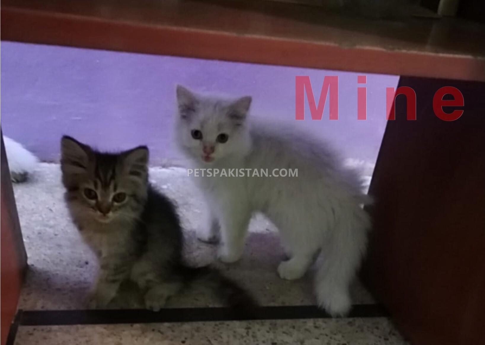 Pets Pakistan Kittens For Sale