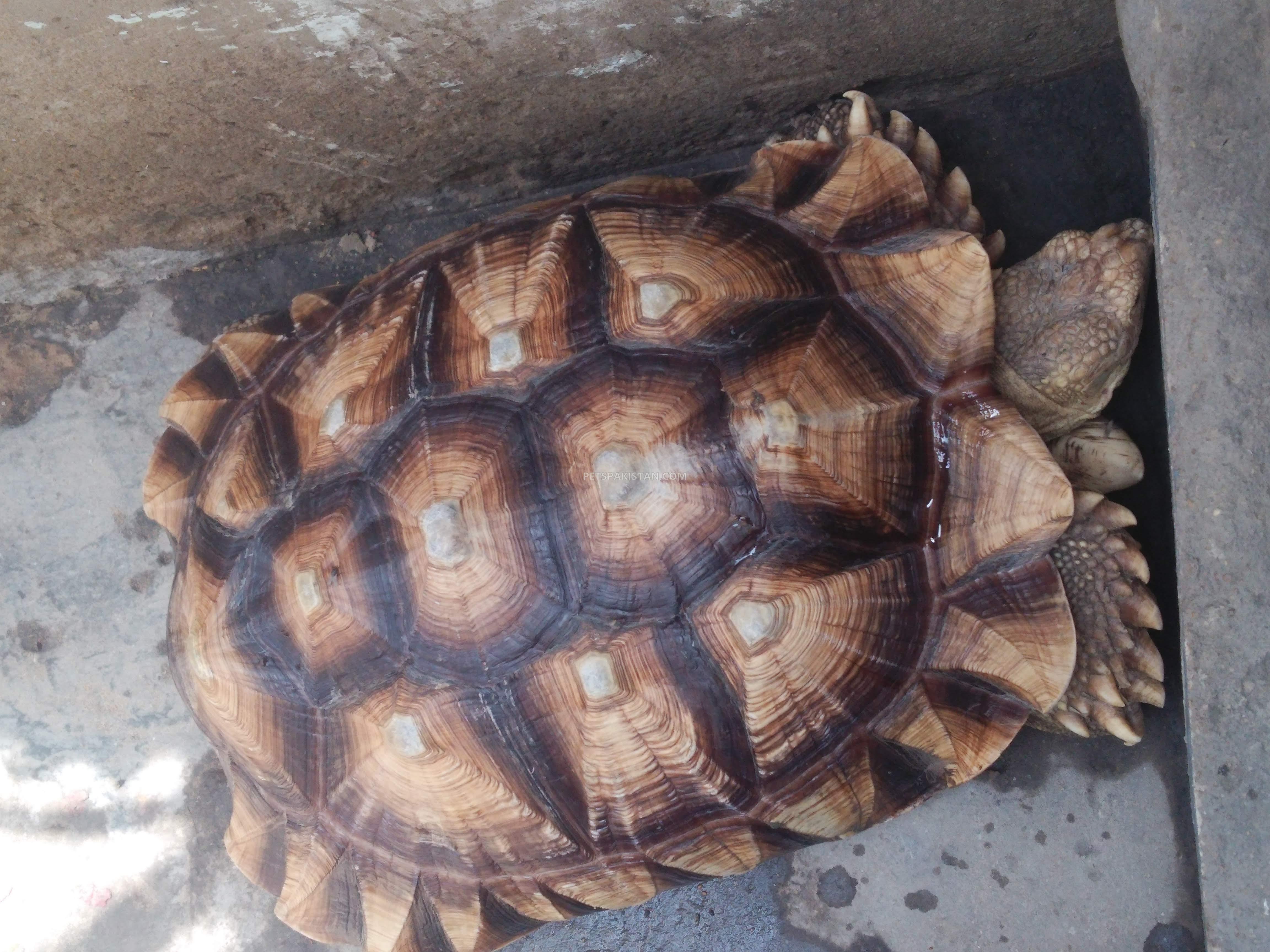 Pets Pakistan - BIG SULCATA TORTOISE