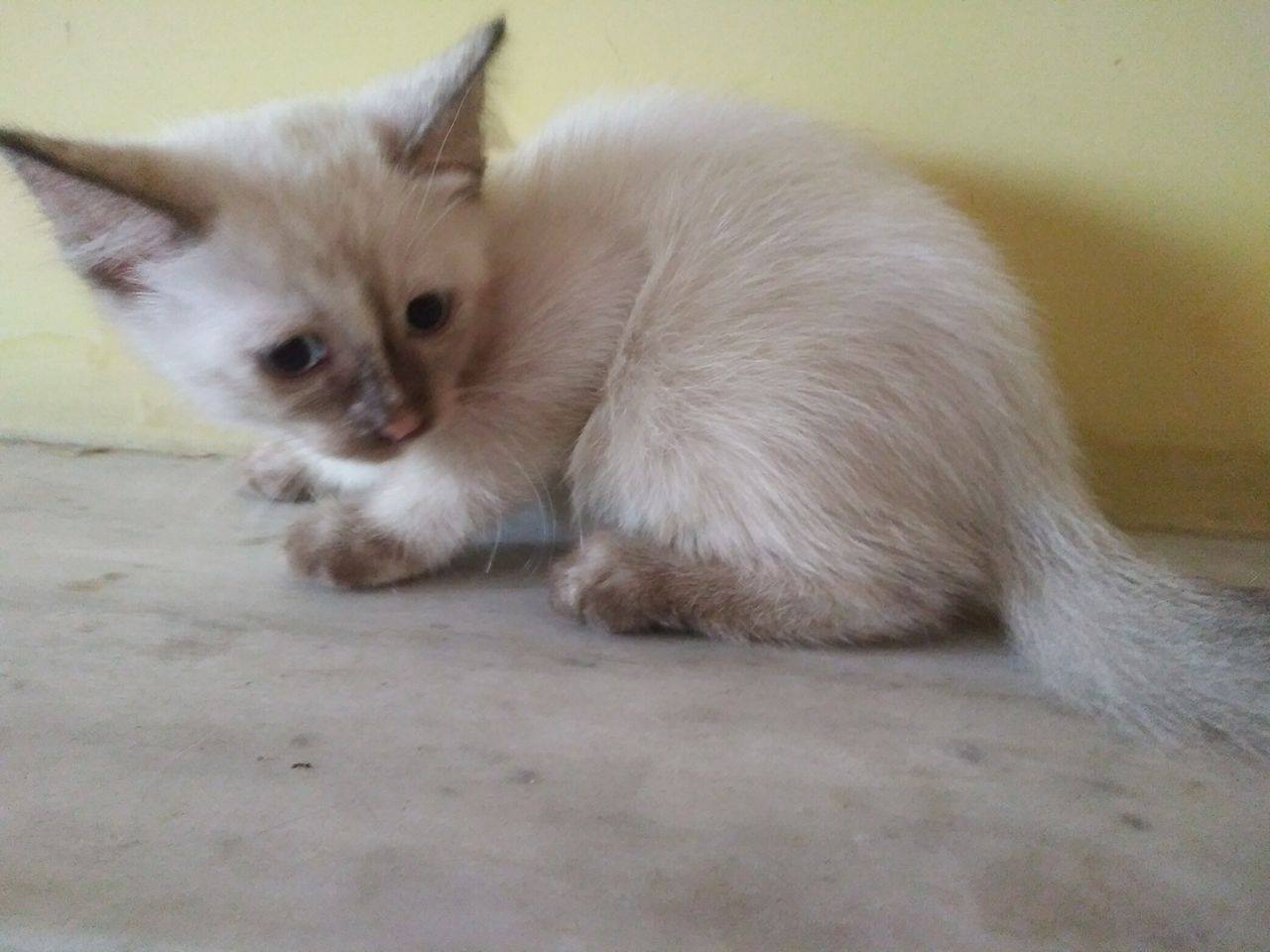 Pets Pakistan - siamese kittens for sale