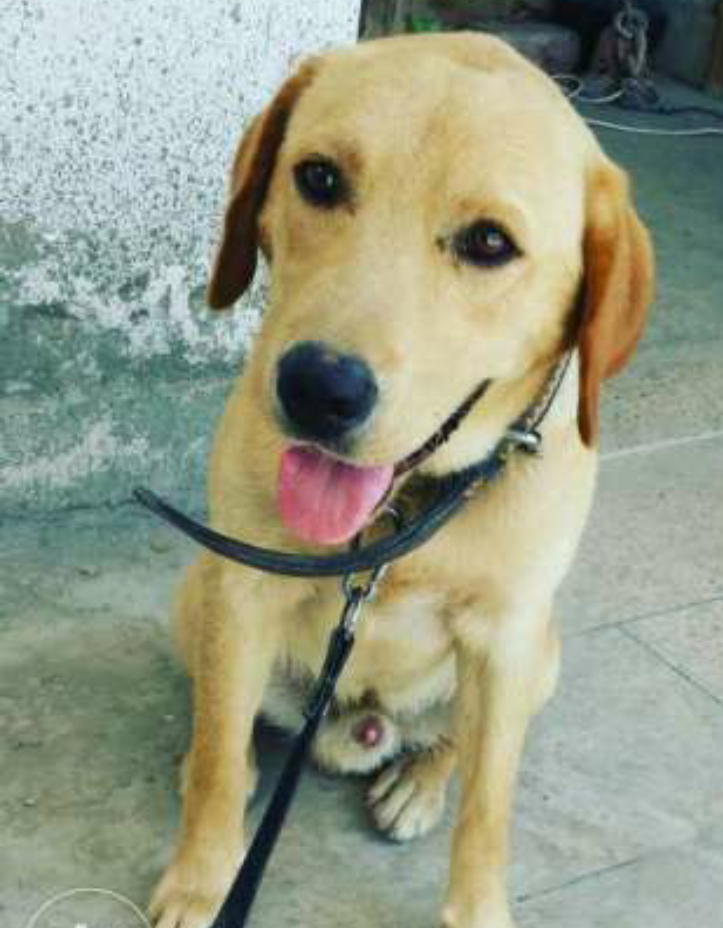 Pets Pakistan Labrador, Male, 22 Months Old, Biscuit Color, Pure Breed