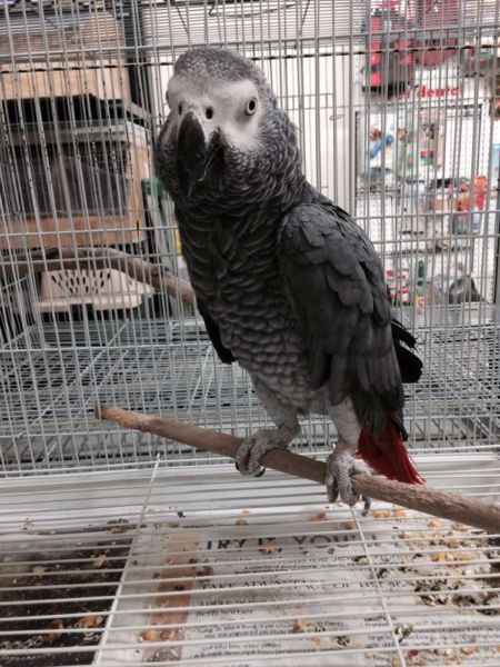 Pets Pakistan - Hand Fed Macaws, Cockatoos, African Grey Parrots For 