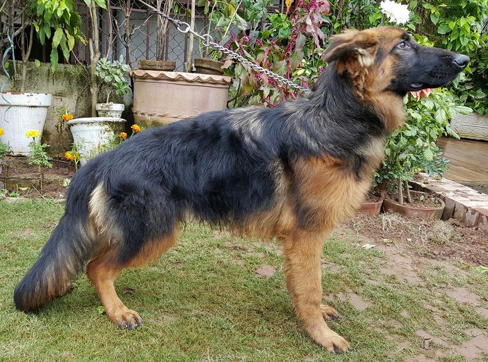 Pets Pakistan - Black German shepherd Dog For Sale Serious Buyer Only ...