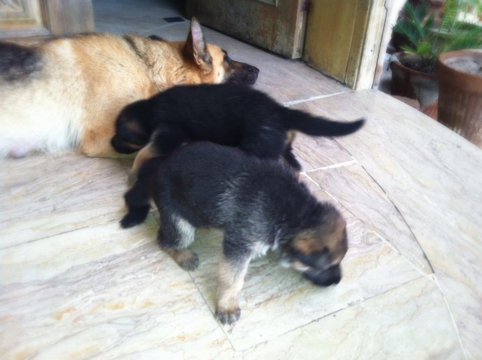 Pets Pakistan - german shepherd puppies for sale