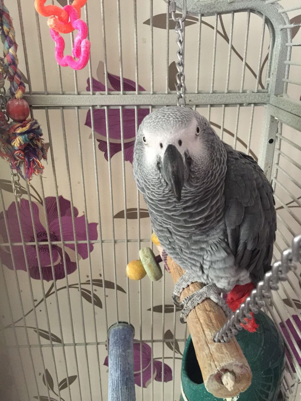 Pets Pakistan - African Grey Parrot