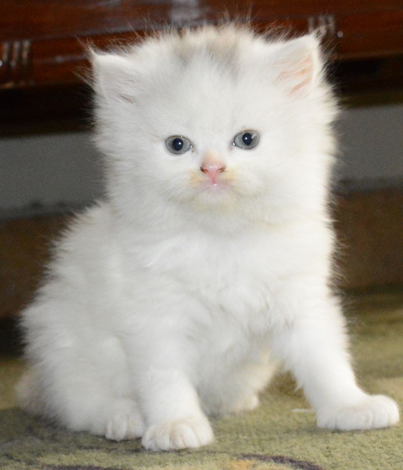 Pets Pakistan - pure persian breed female kitten cute and innocent