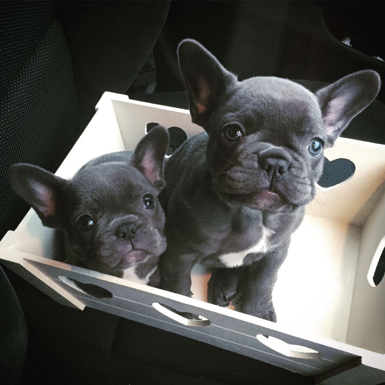 pedigree french bulldog puppies for sale