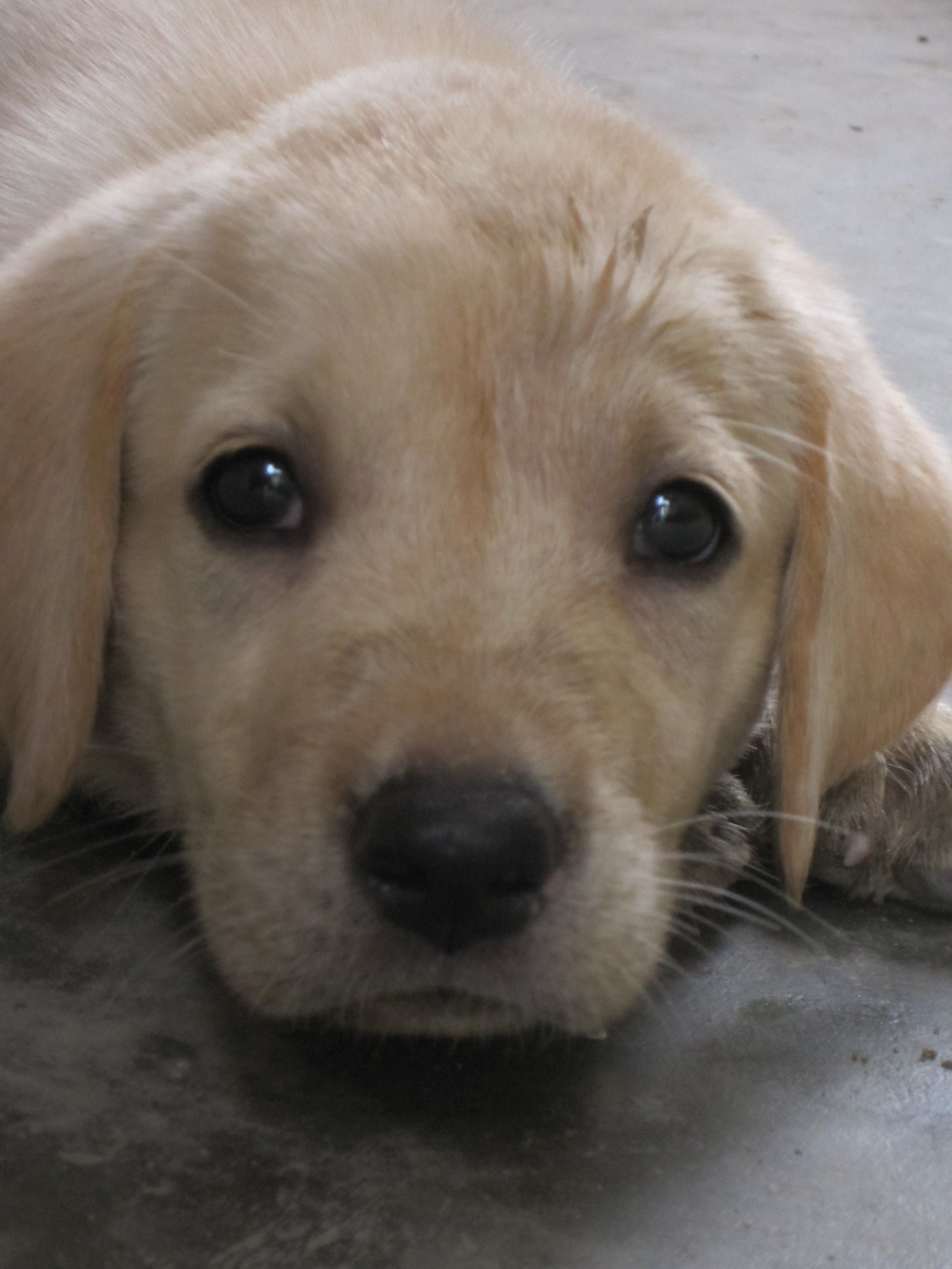 pedigree labrador puppy price