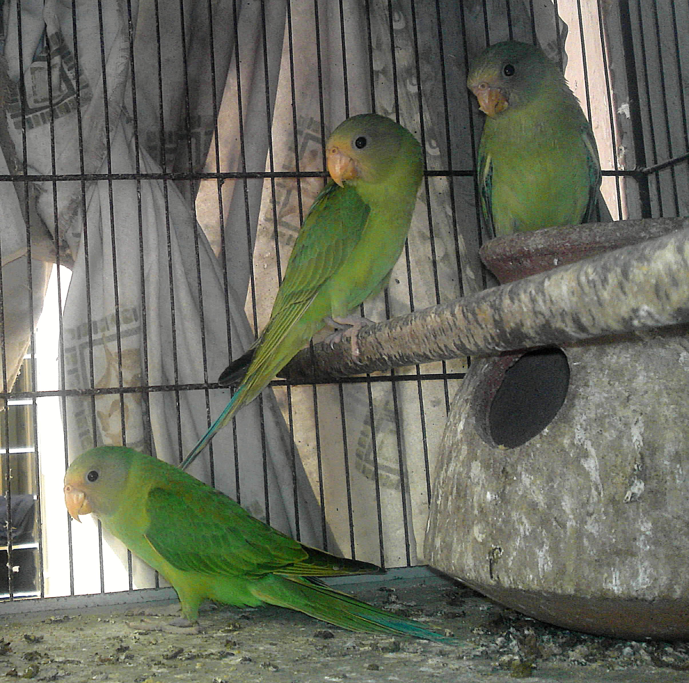 Pets Pakistan - king parrot