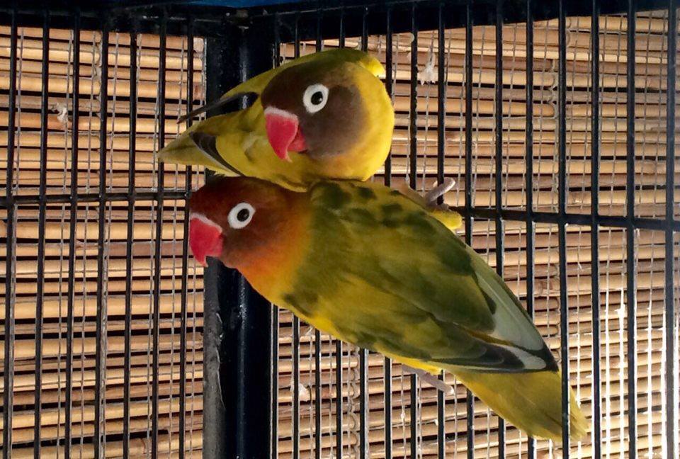 Pets Pakistan Lovebirds For Sale