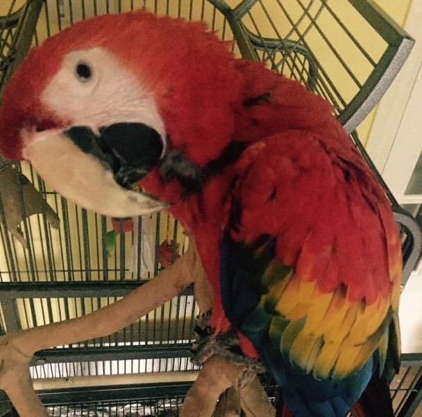 Pets Pakistan - Hahns macaw parrotS