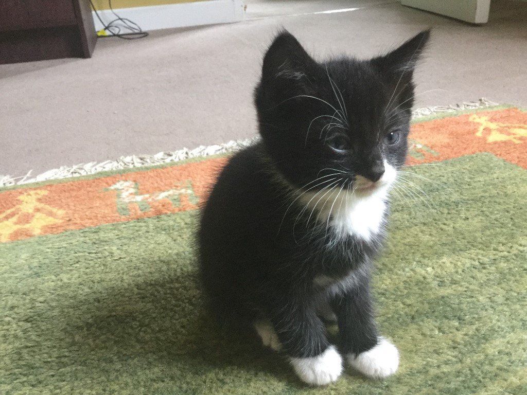 Pets Pakistan Four Lovely Black British Shorthair X Kittens For Sale