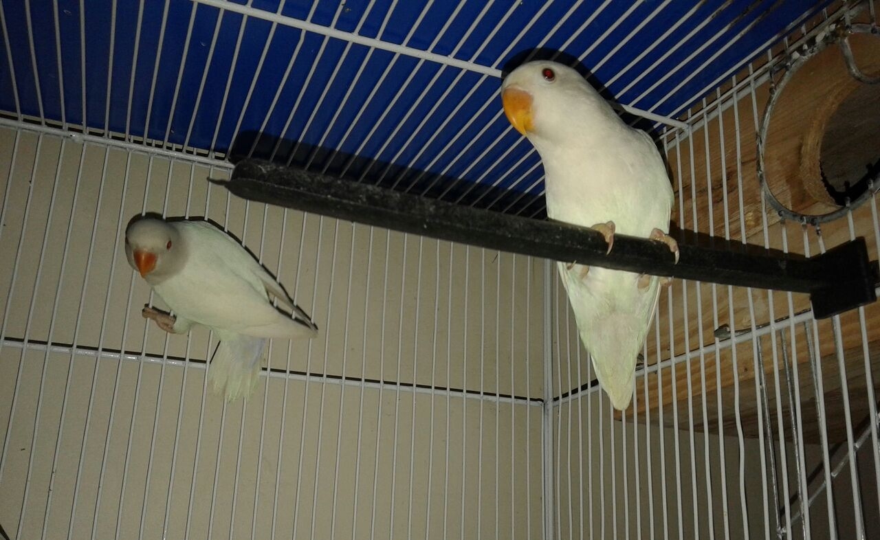 Pets Pakistan - Albino Personata (Red Eyes) Pair available for sale