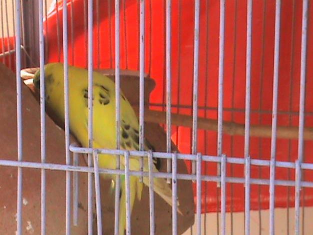 Pets Pakistan - australian parrots for sale in pakistan