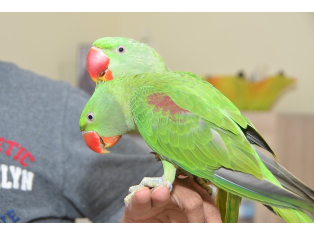 Pets Pakistan - ALEXANDERINE RAW PARROTS FOR SALE