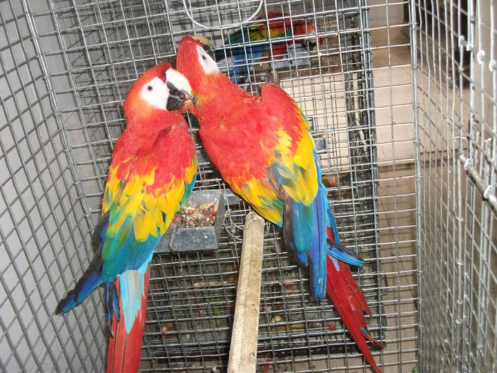 Pets Pakistan Macaw Parrots Cockatoos Grey Parrots