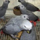 african-grey-parrots-for-adoption-african-grey-parrot-karachi-1